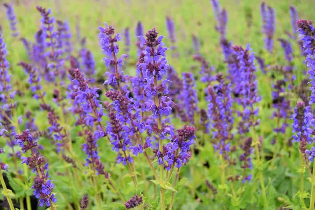 Salvia x sylvestris 'Mainacht' ---